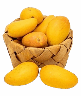 Sindhri Mangoes – 10KG