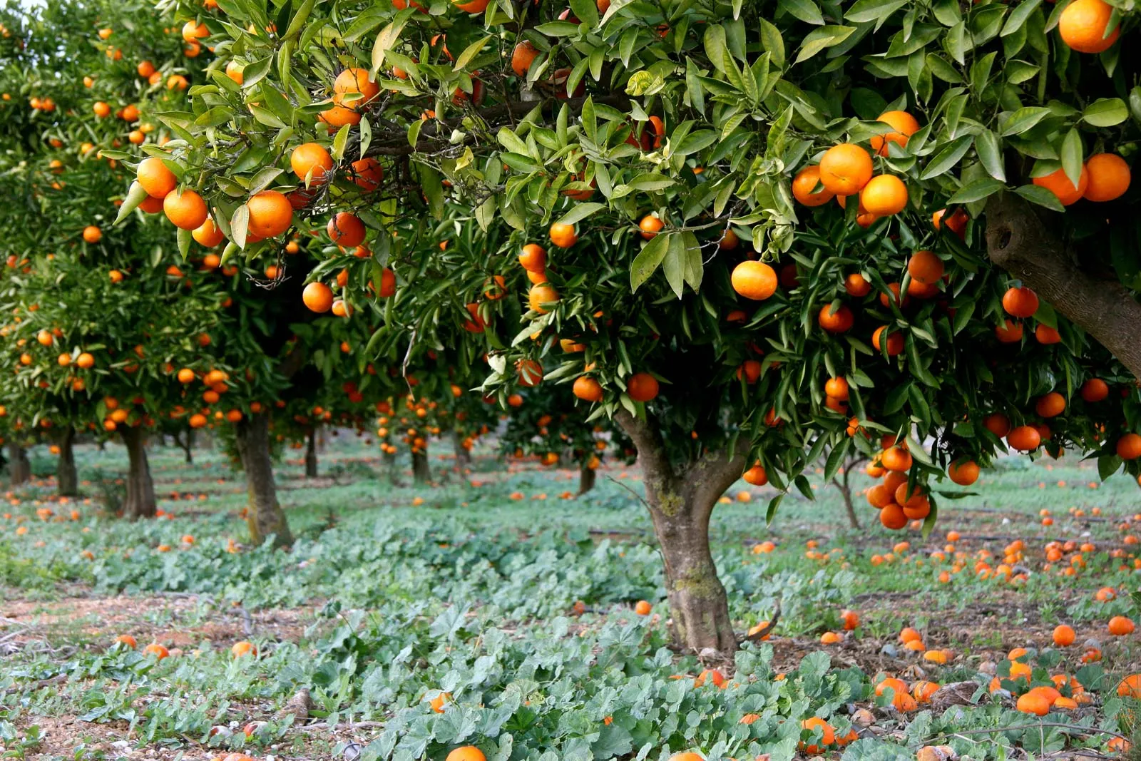 Grove-orange-trees-region-Costa-Blanca-Spain