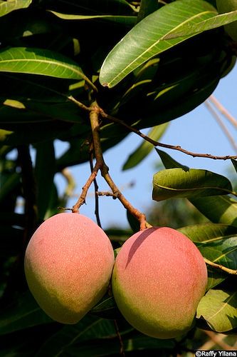 The Golden Treasure of Sindh: Exploring the Rich Mango Varieties of Pakistan’s Southern Heartland