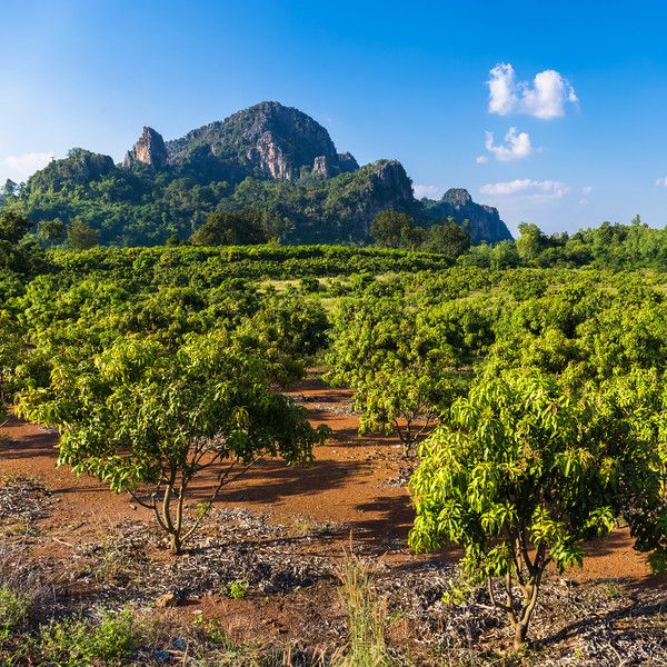 Cultivating Sweet Gold: The Journey of Mango Farming in Sindh Introduction