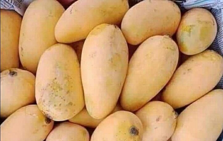 Sindhri Mango – The King of Mangoes from Sindh, Pakistan