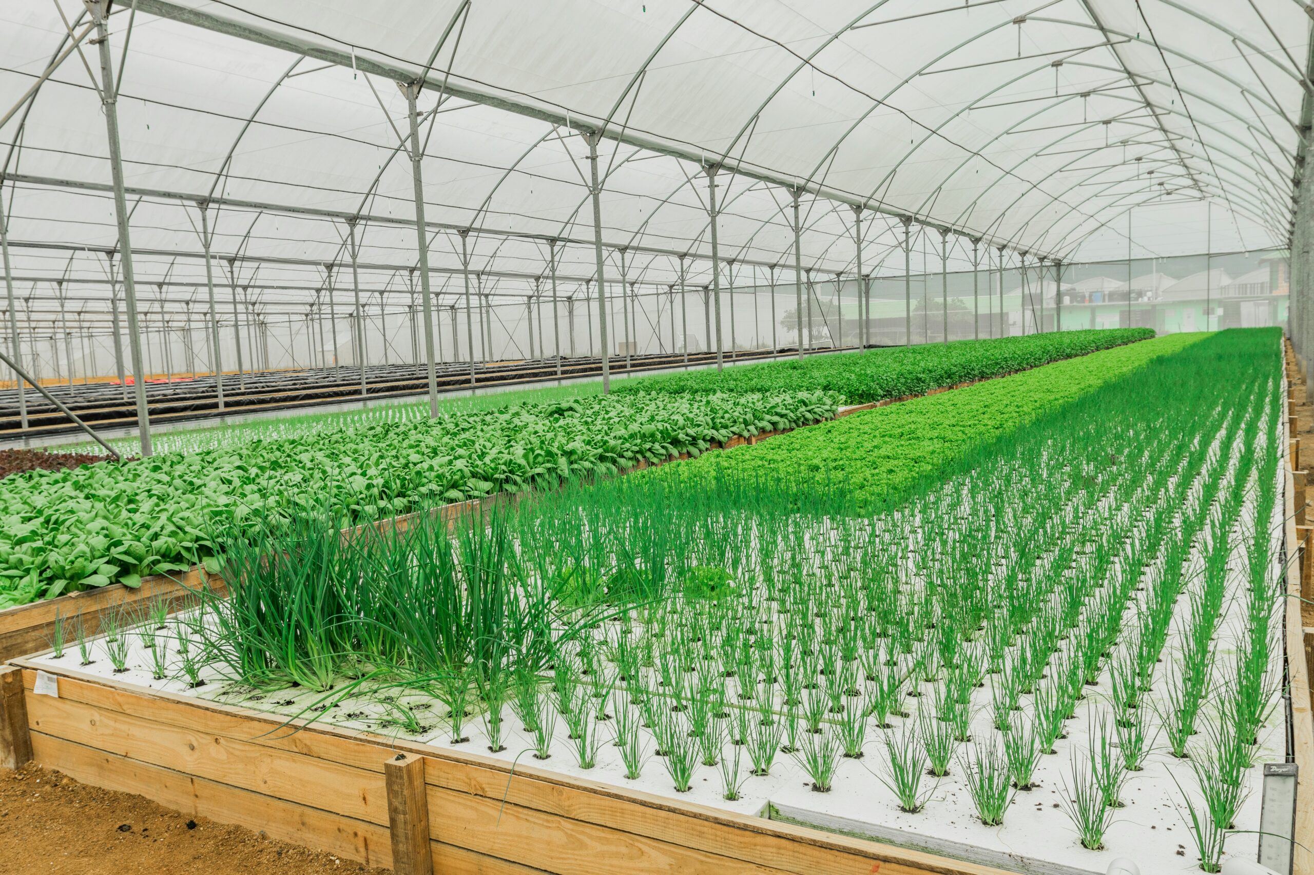 Hydroponics Farming: Growing Crops Without Soil