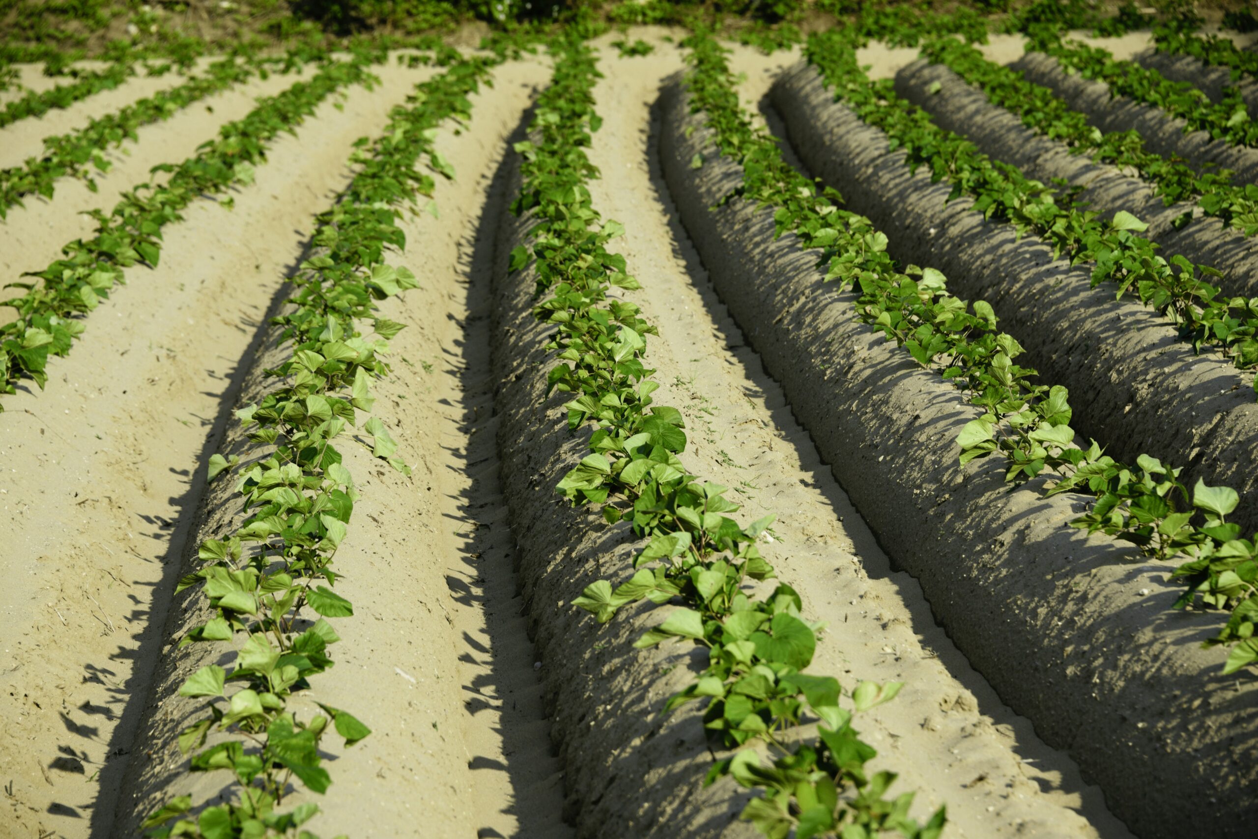 Regenerative Agriculture: Transforming Soil Health and Future Farming
