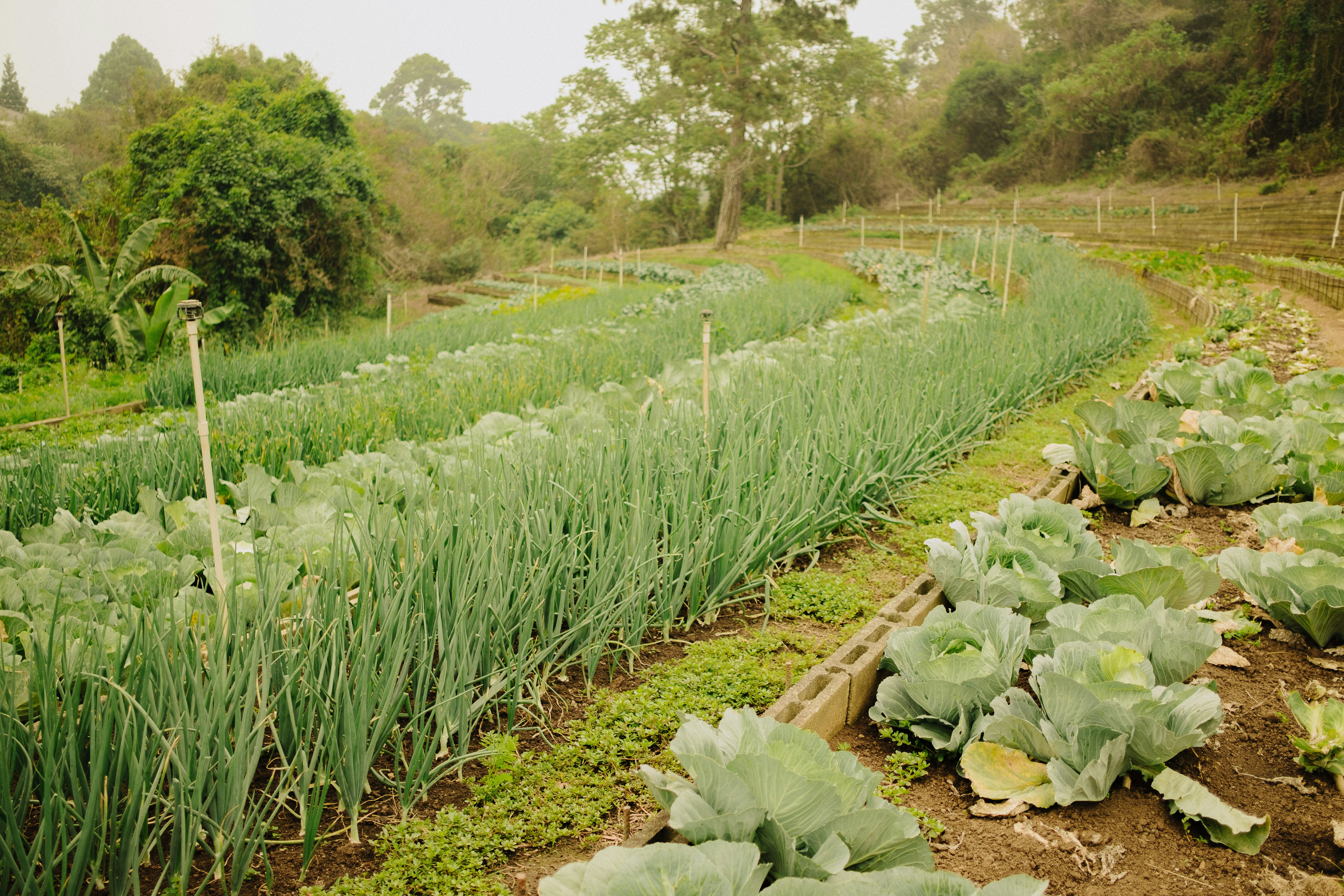 Organic Farming: Building a Healthier and Sustainable Agricultural Future