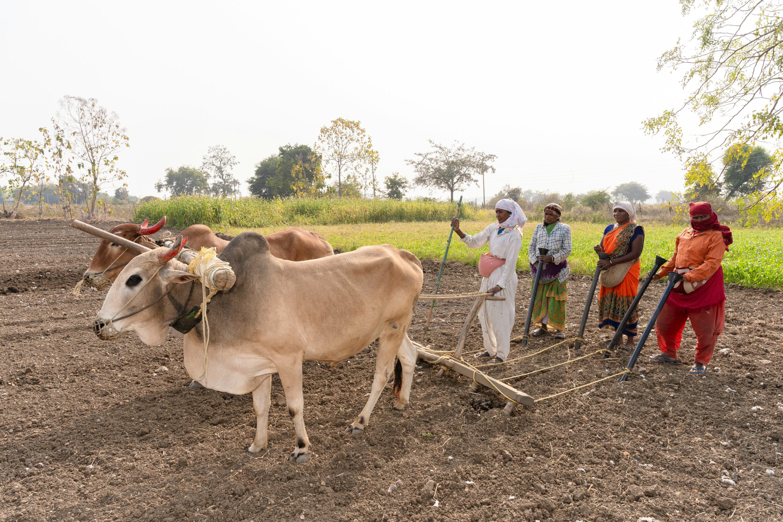 Value Addition in Agriculture for Higher Income and Rural Development