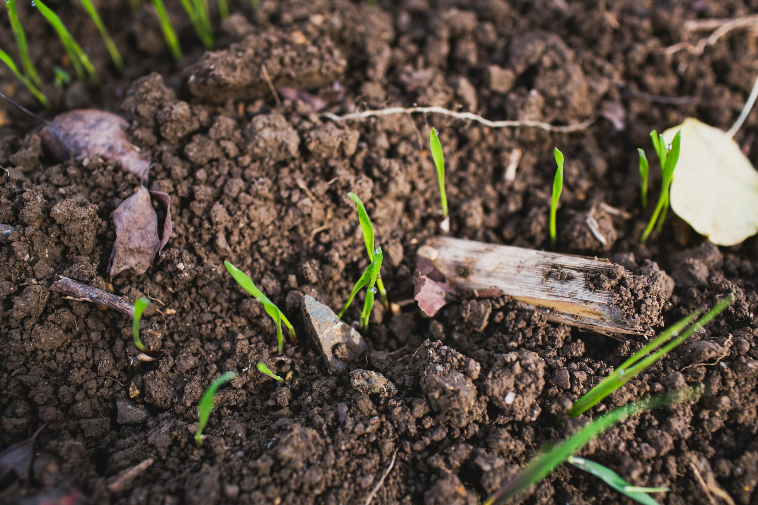 Soil Health Management for Sustainable Agriculture and Long-Term Productivity