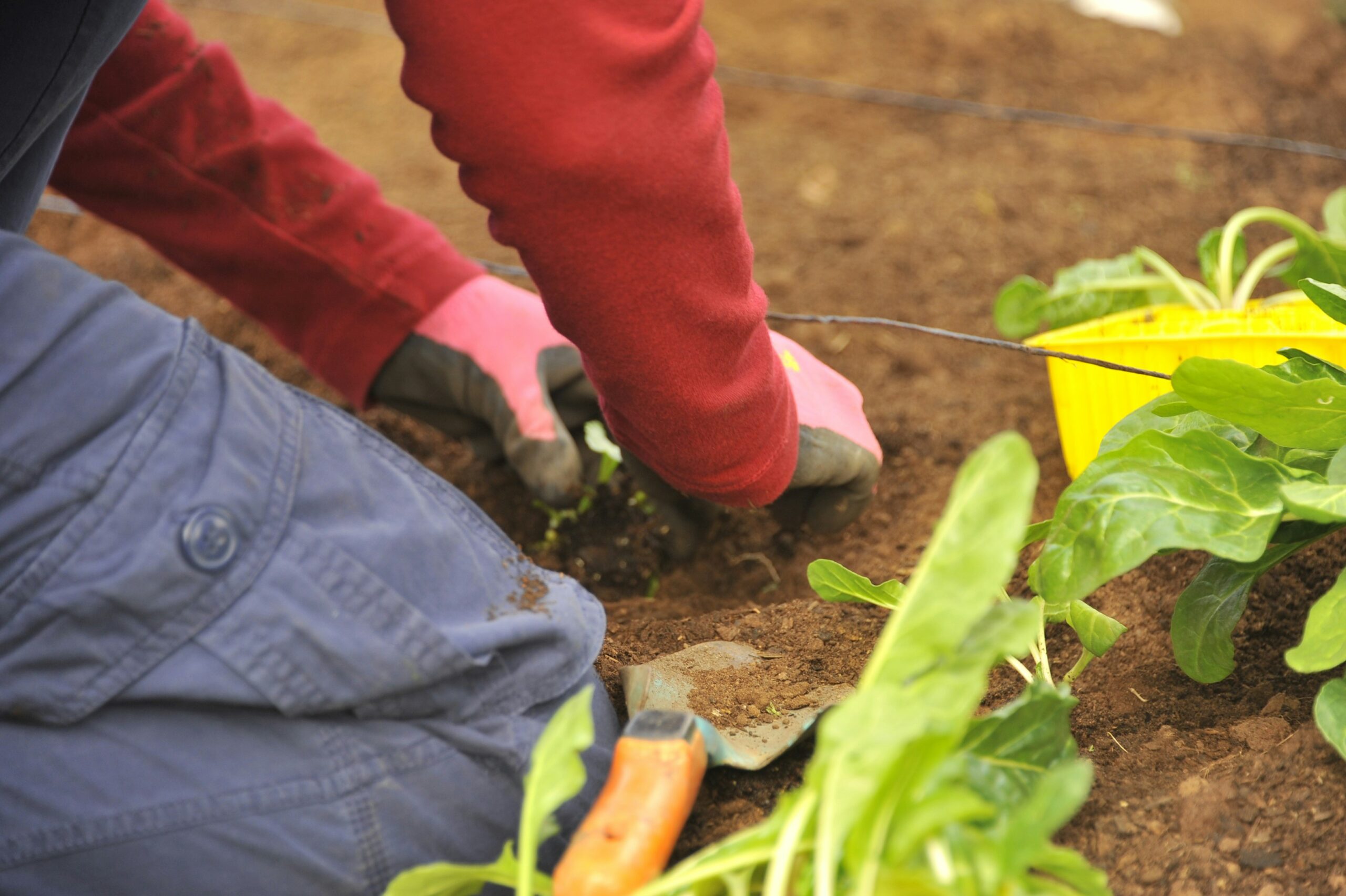 Organic Farming: A Long-Term Approach to Healthy Soil and Safe Food
