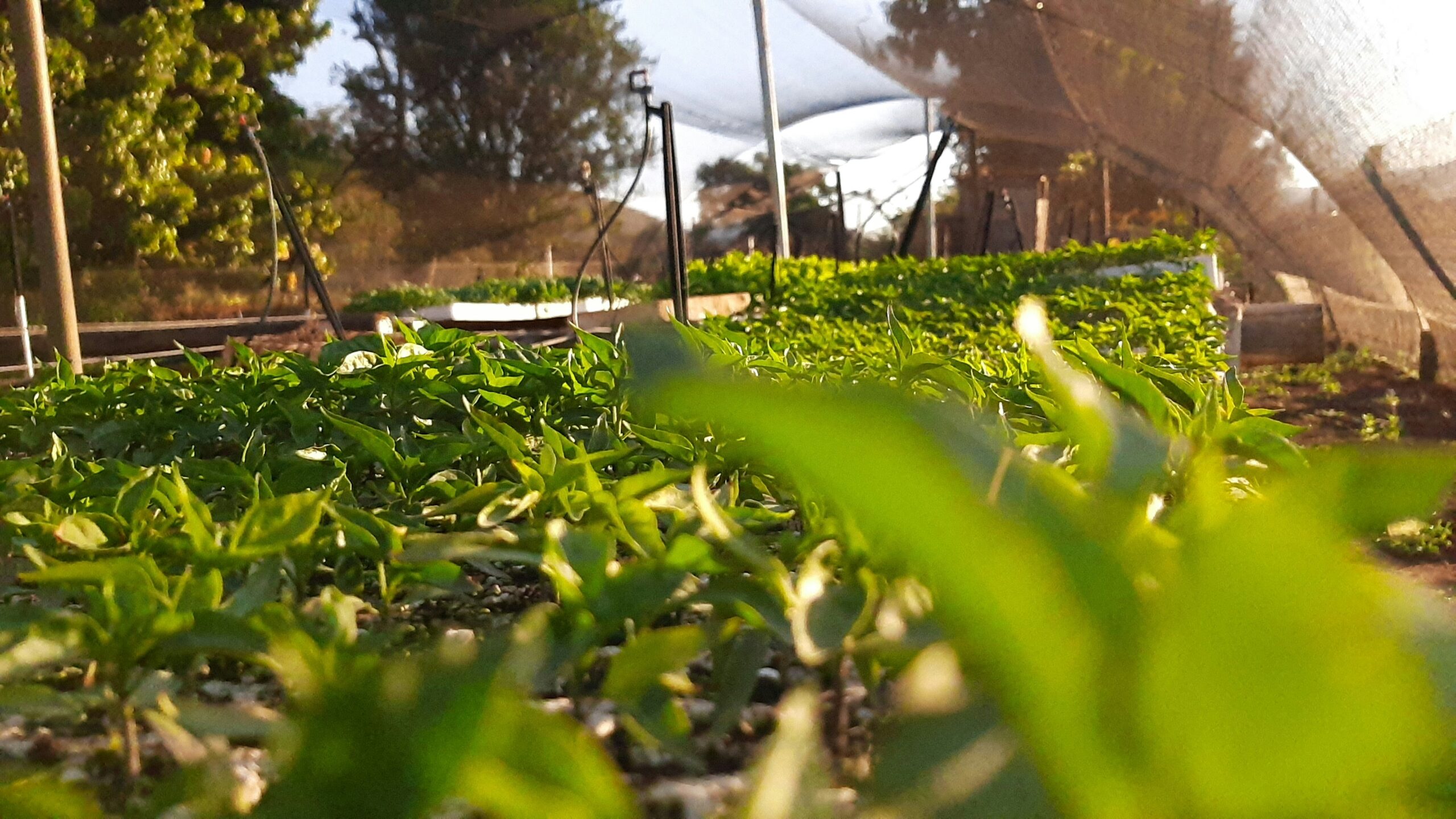 Hydroponic Farming – Growing More With Less Water