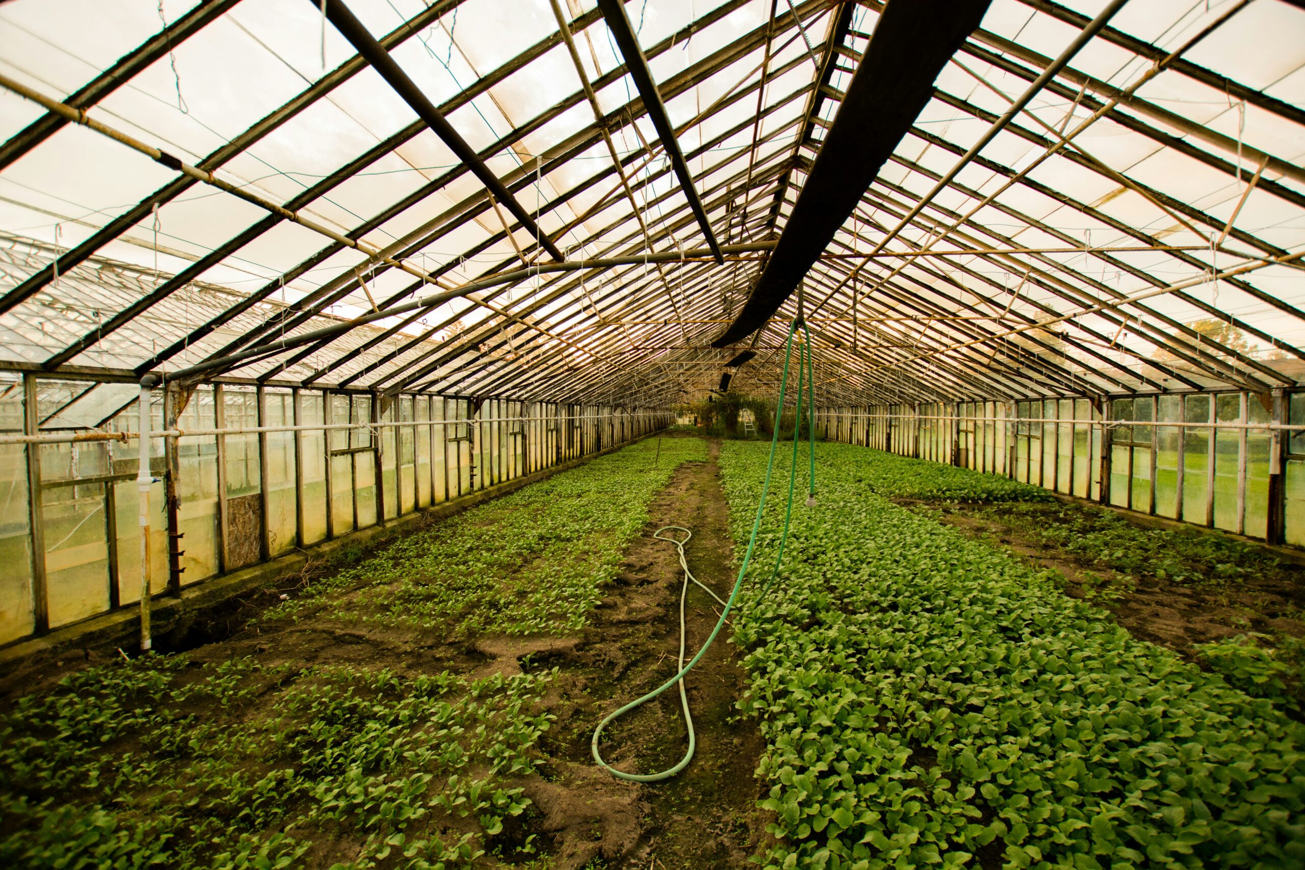 Sustainable Horticulture Practices for Quality Production and Higher Farm Returns