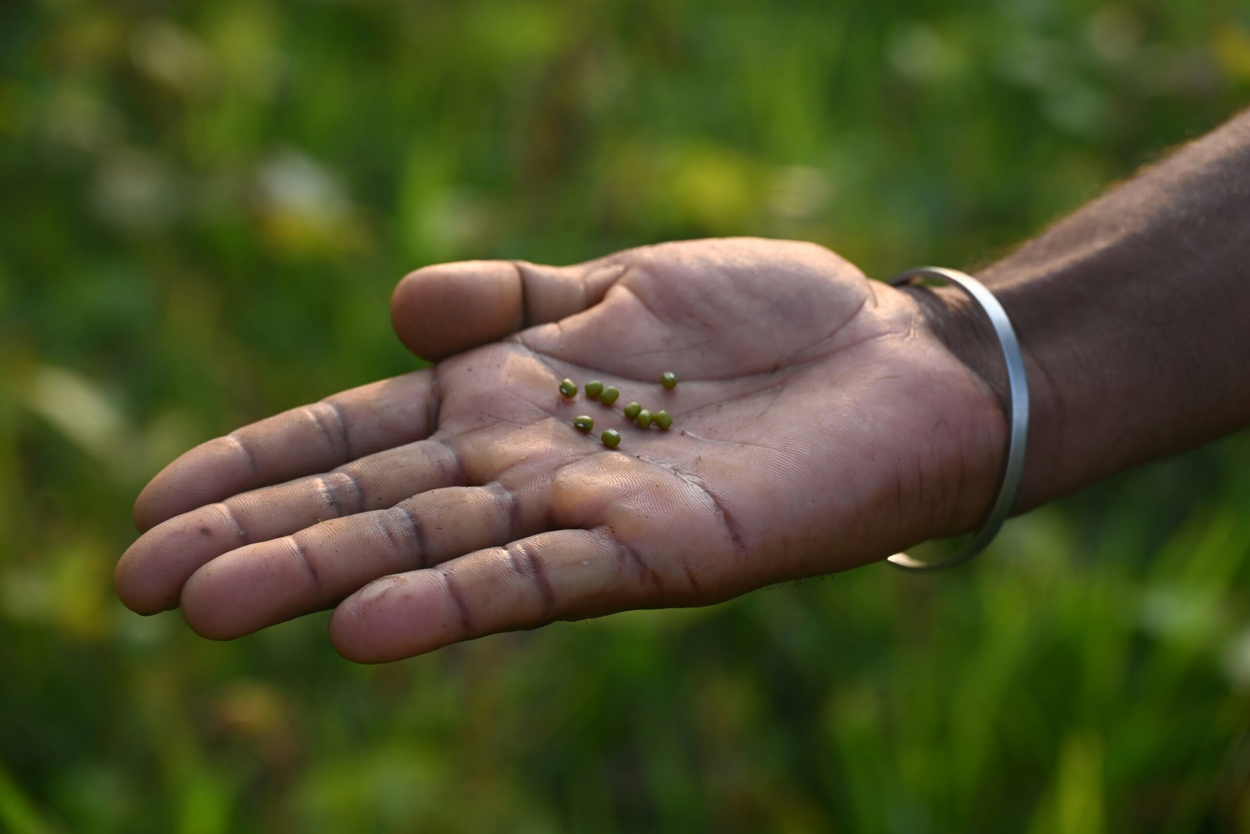 Sustainable Seed Saving and On-Farm Conservation for Resilient Agriculture