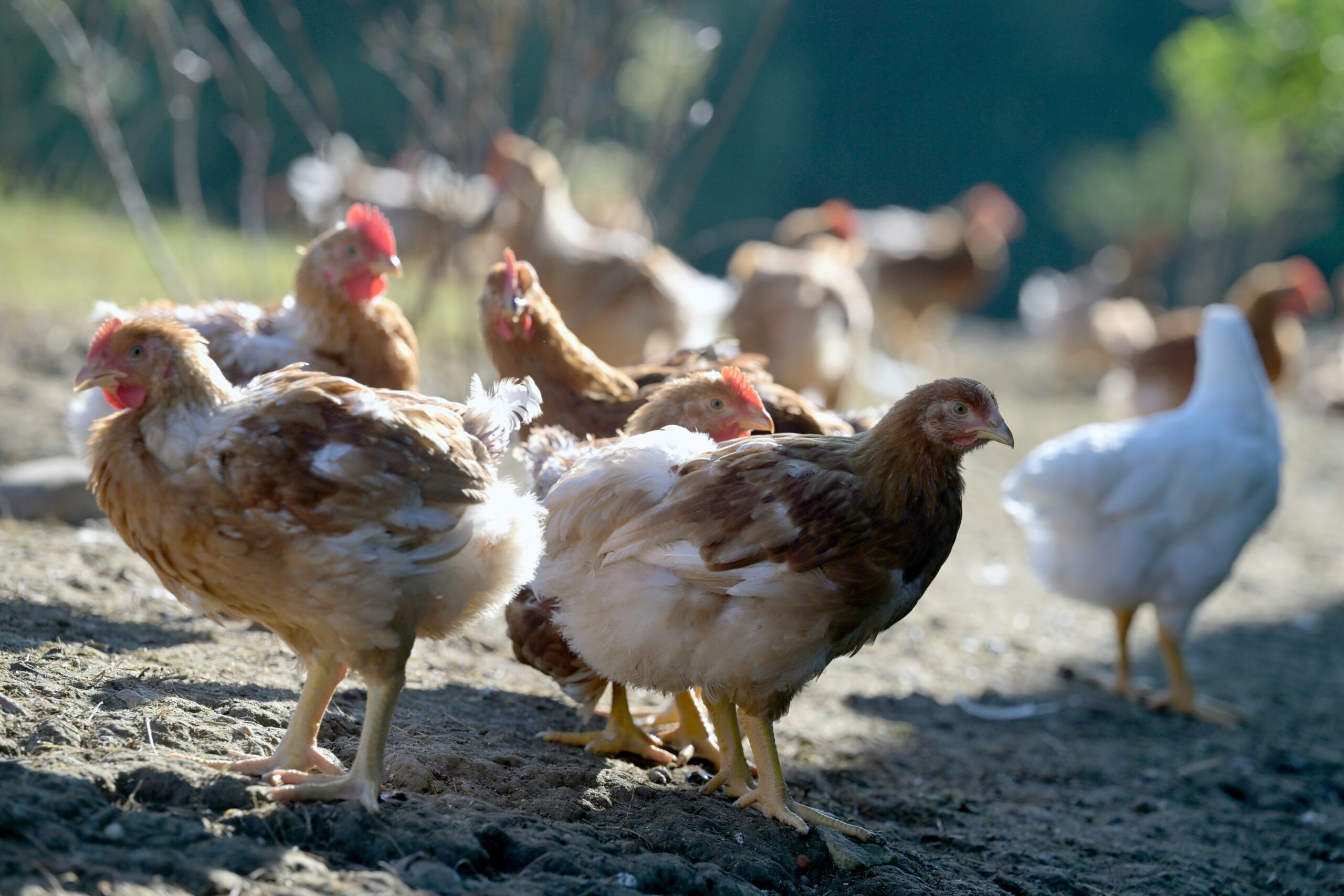 Sustainable Poultry Farming Practices for Higher Productivity and Farm Income