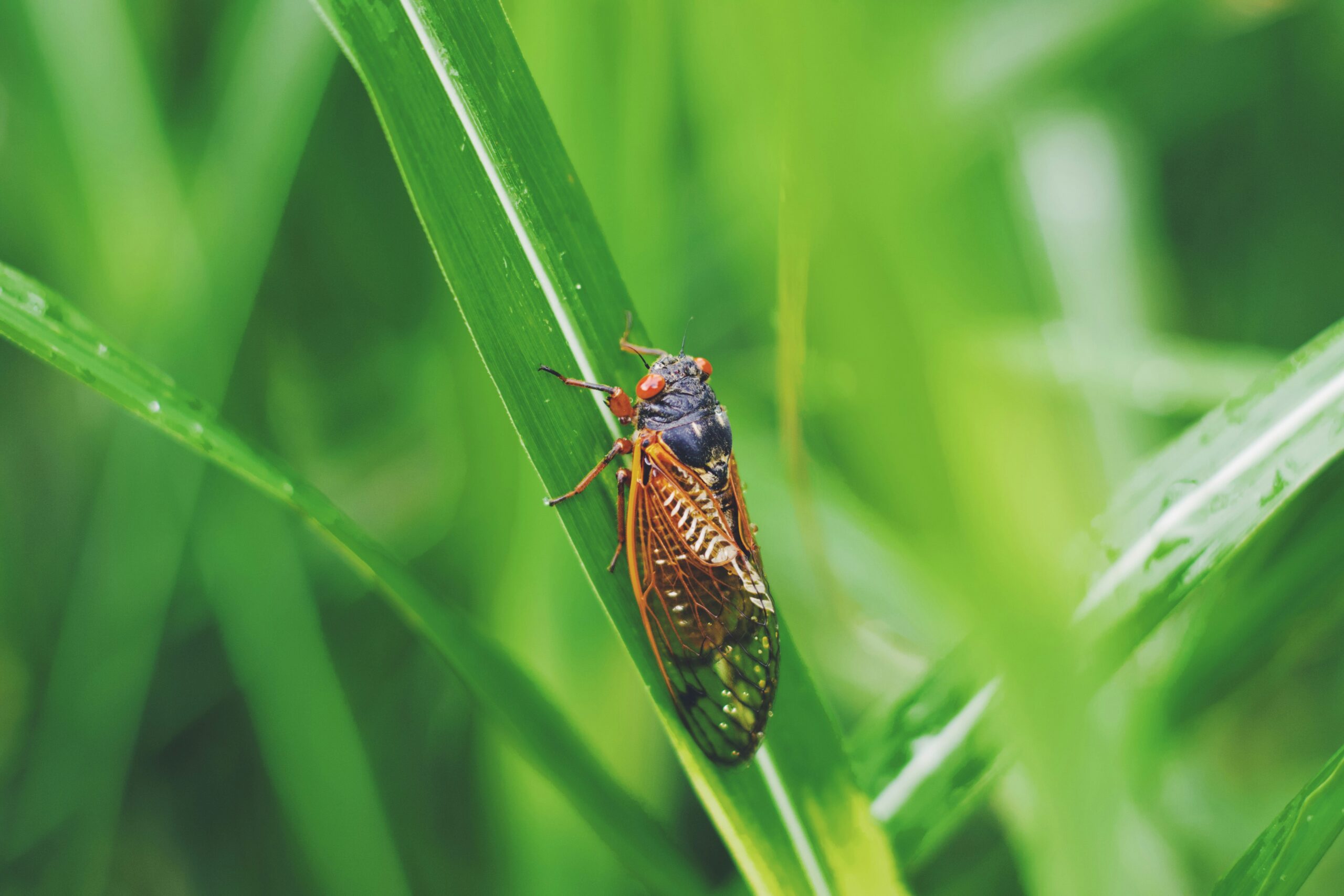 Sustainable Integrated Pest Management for Healthy Crops and Reduced Chemical Use