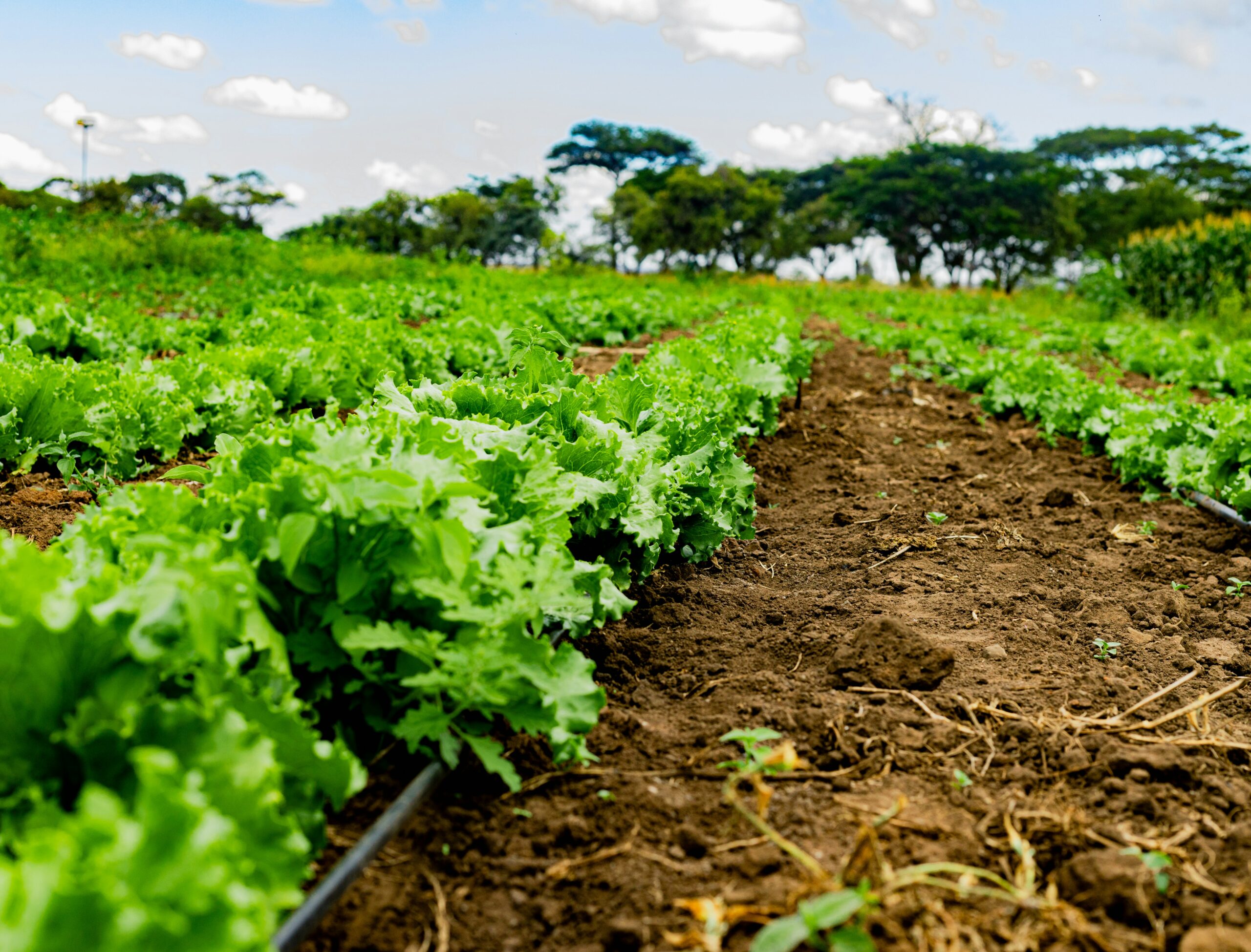 Sustainable Soil Salinity Management for Improved Crop Growth and Land Productivity