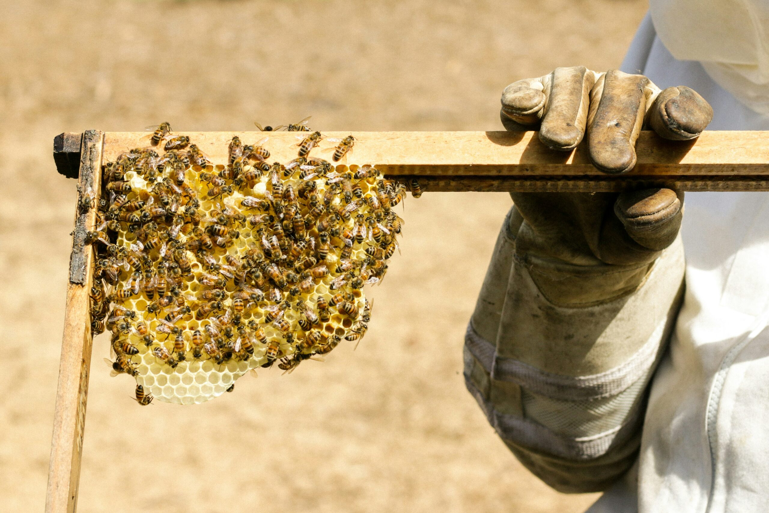 Sustainable Beekeeping Practices for Enhanced Pollination and Additional Farm Income