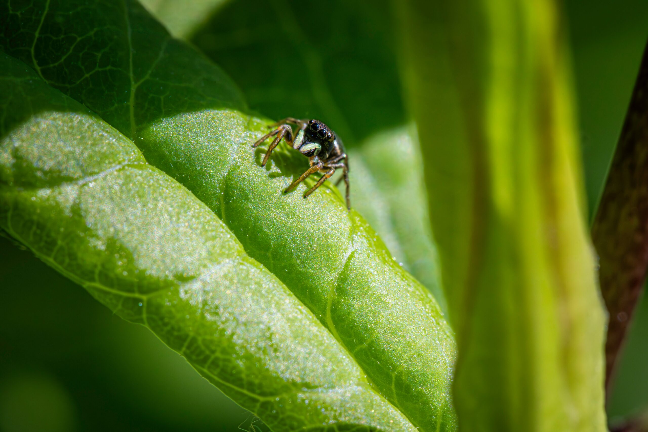 Integrated Pest Management for Sustainable Crop Protection