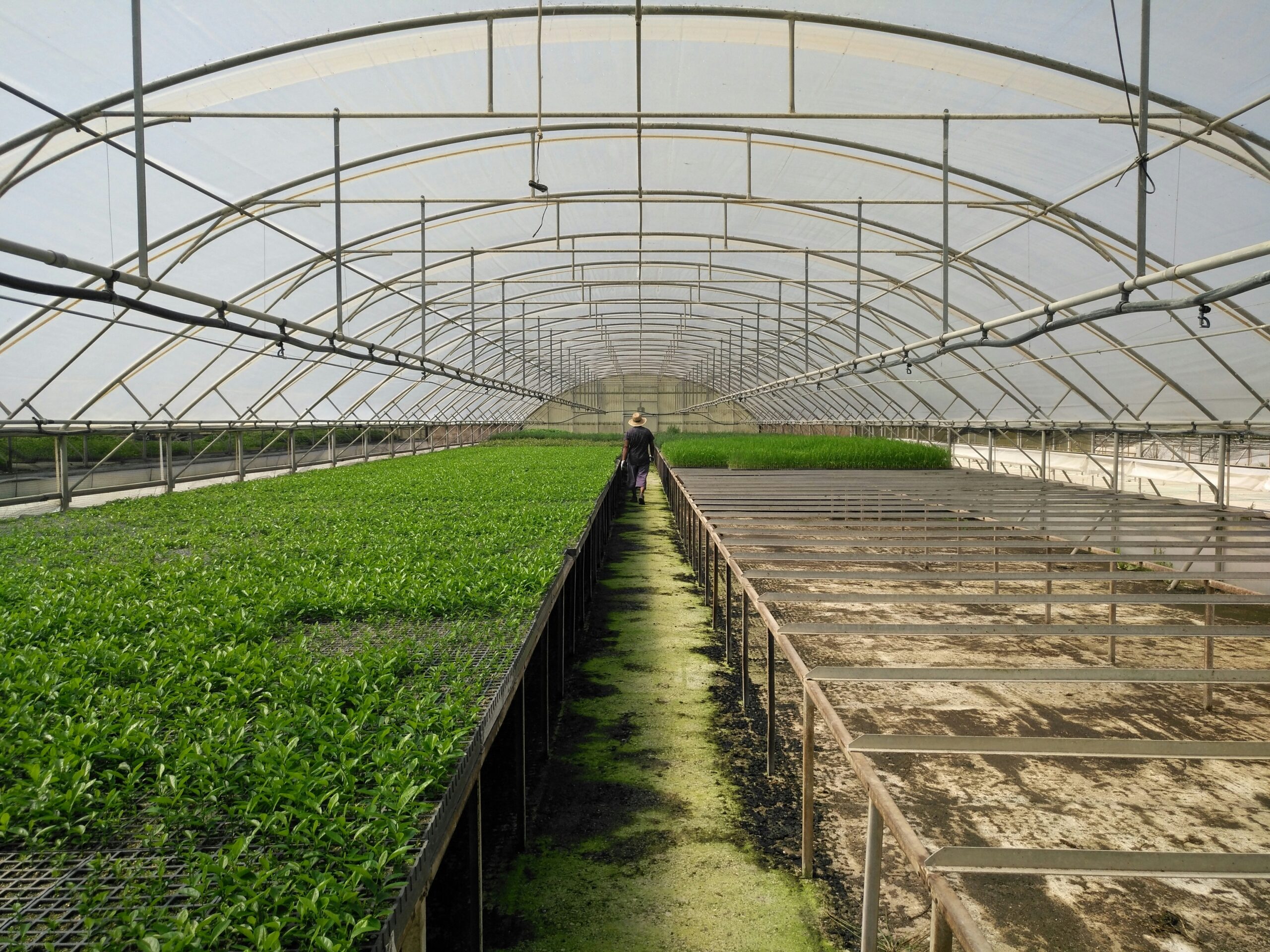Sustainable Greenhouse Farming for Year-Round Production and Higher Crop Quality