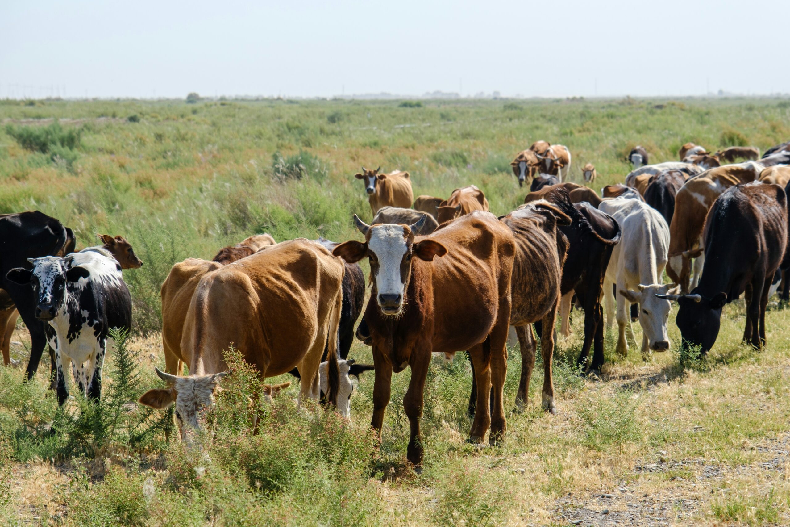 Sustainable Livestock Management for Improved Productivity and Farm Income