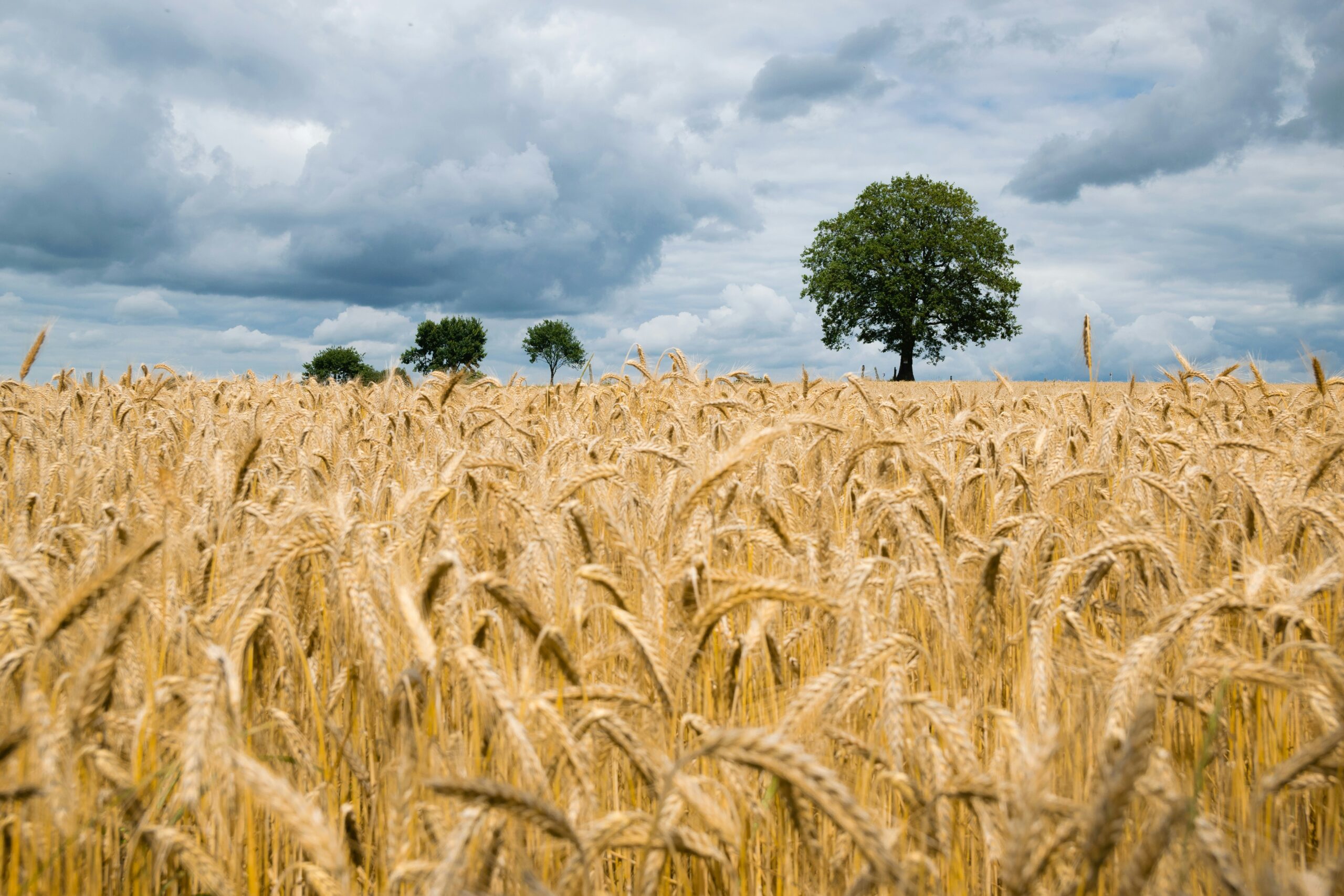 Climate-Smart Crop Rotation for Sustainable Yield Improvement
