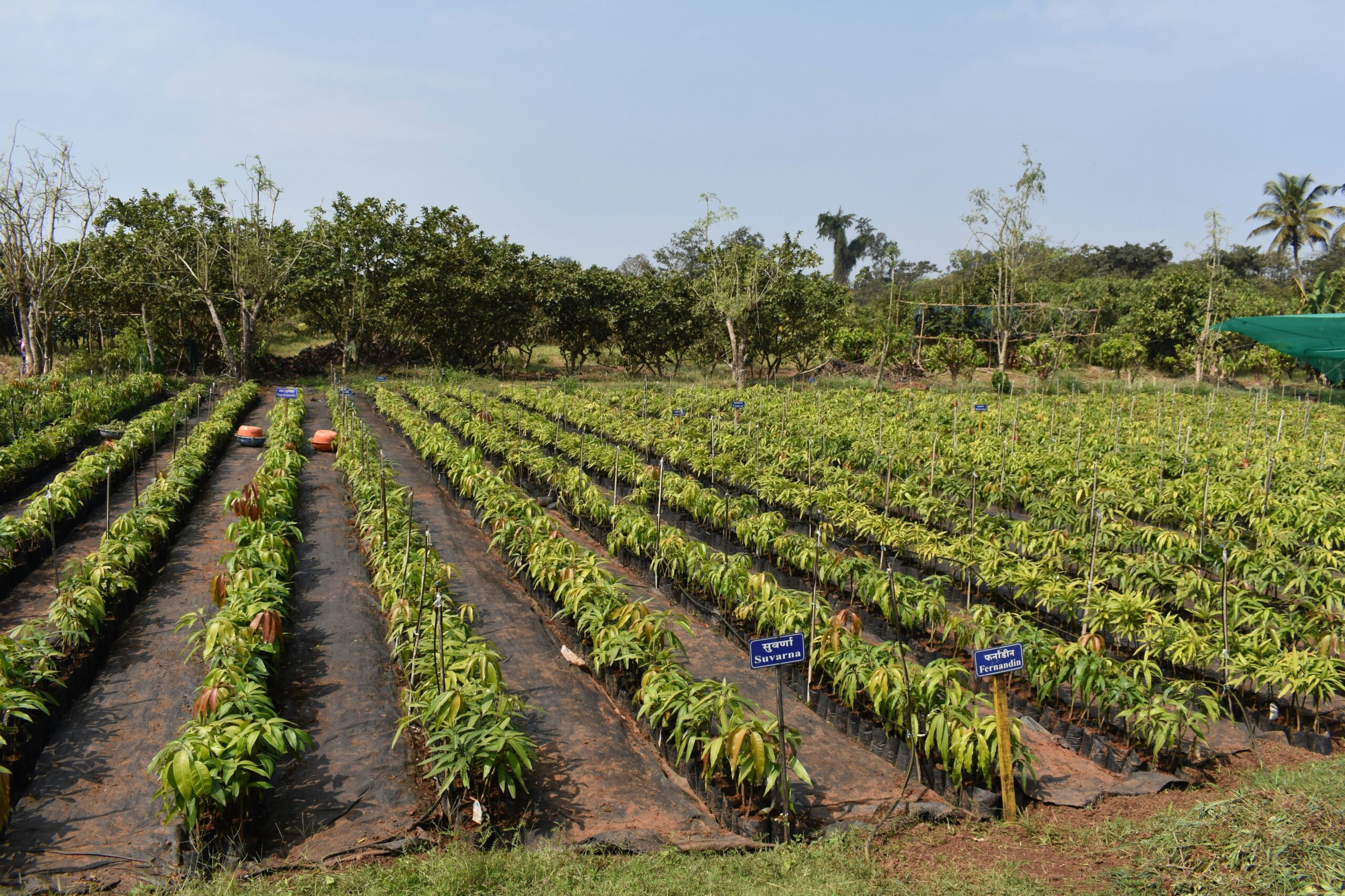 Agroforestry Systems for Sustainable Land Use and Long-Term Farm Profitability