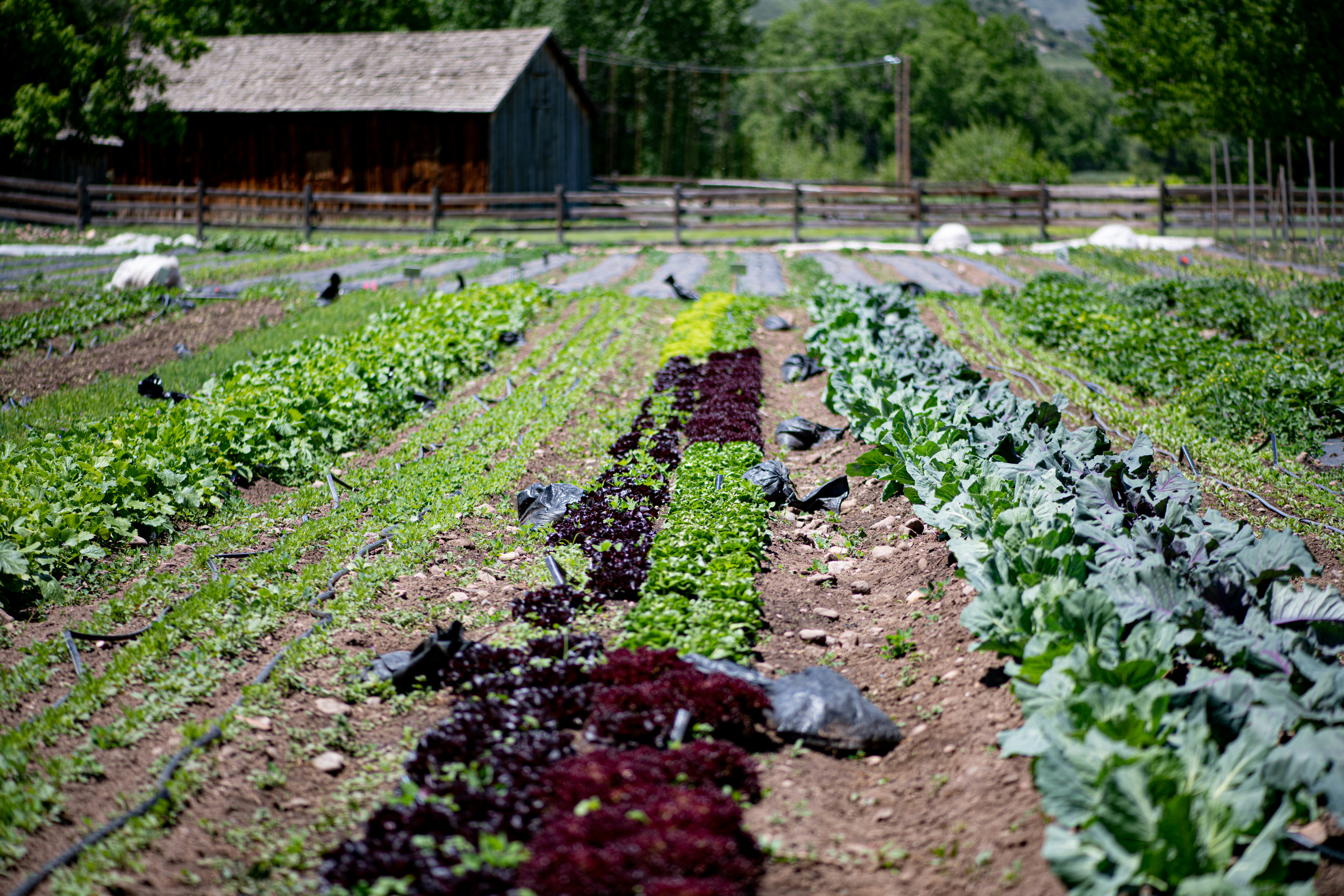 Sustainable Urban Agriculture for Local Food Security and Community Wellbeing