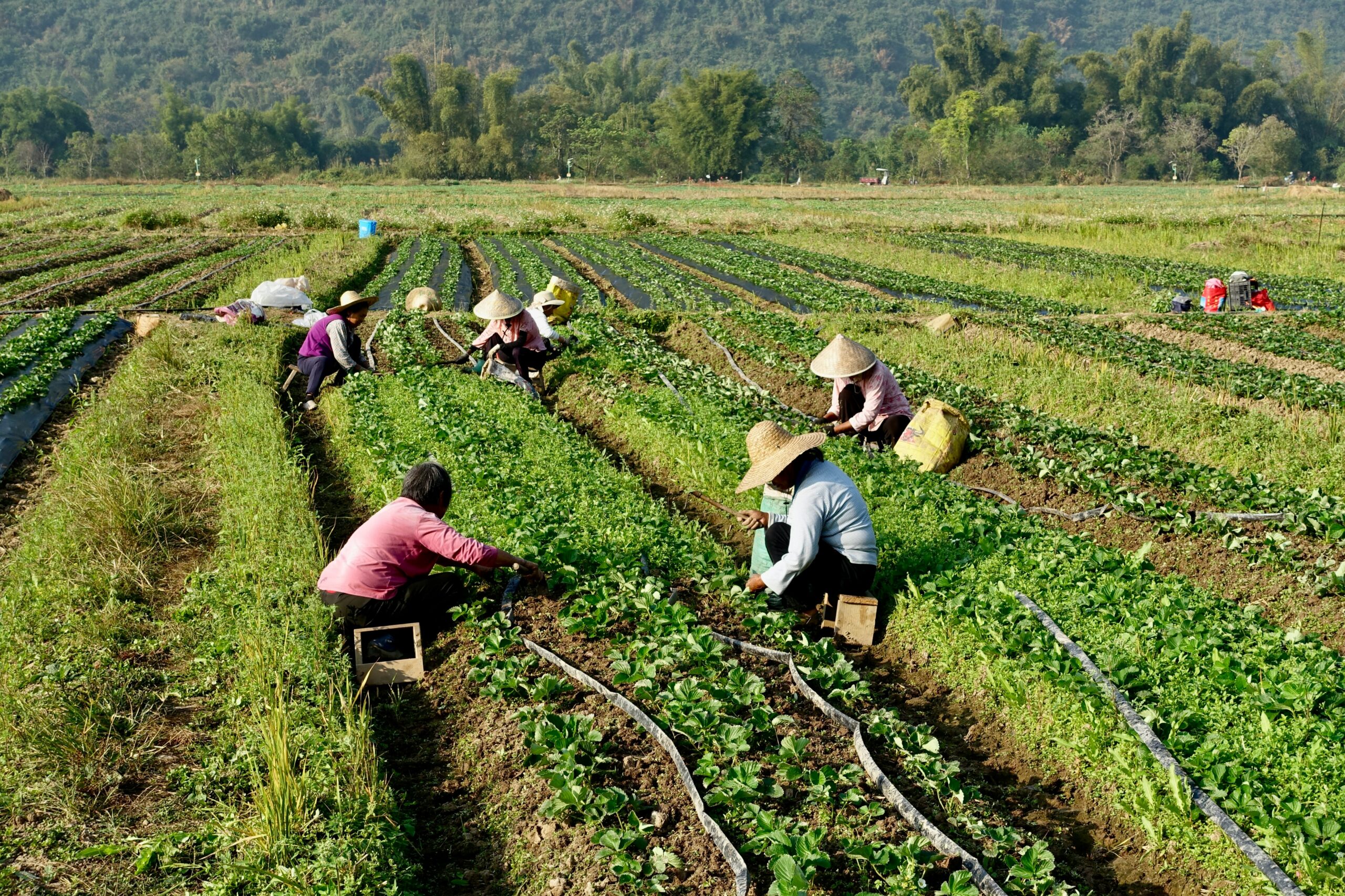 Sustainable Agri-Entrepreneurship for Value Addition and Rural Income Growth