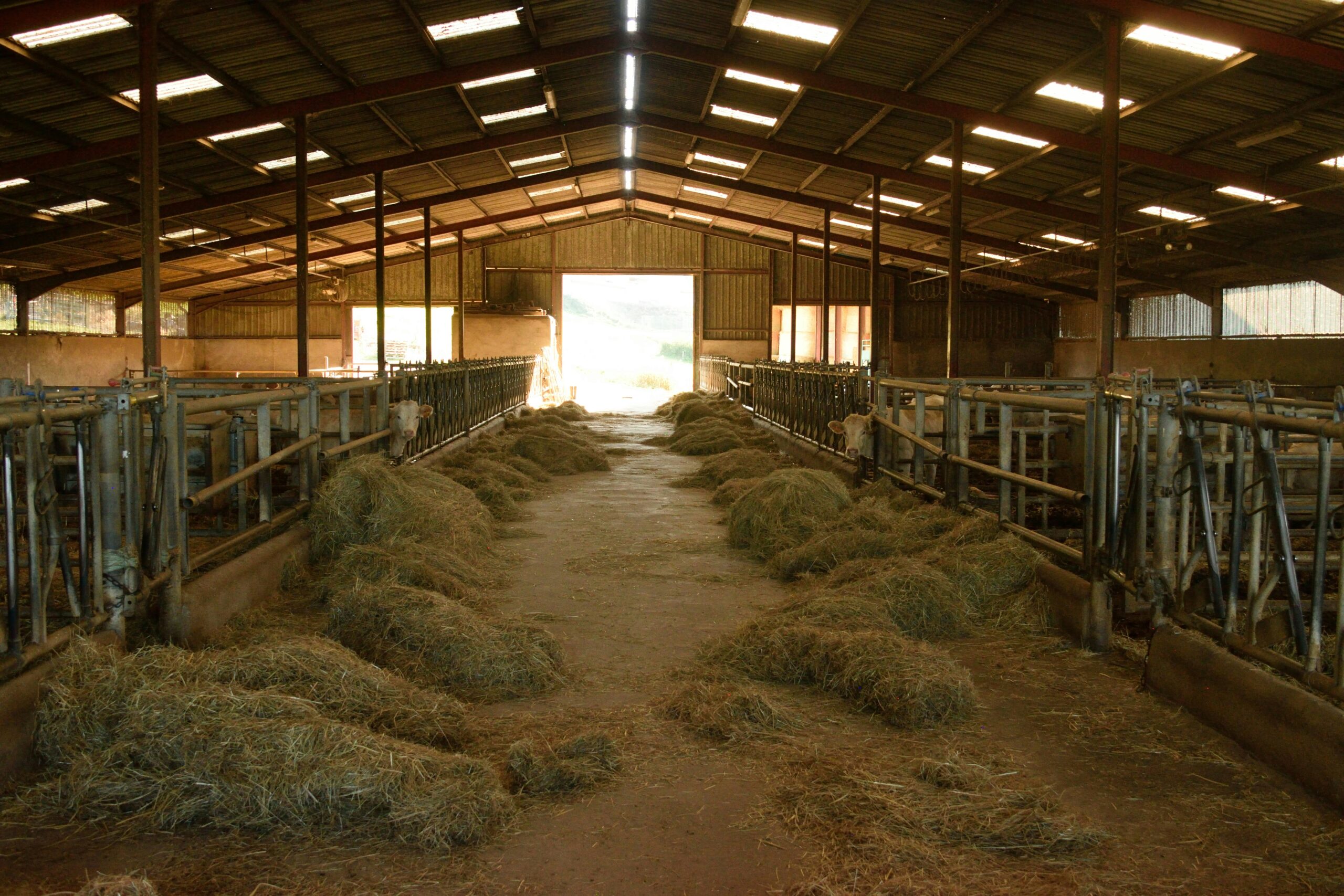 Sustainable Livestock Feed Management for Improved Animal Health and Farm Profitability
