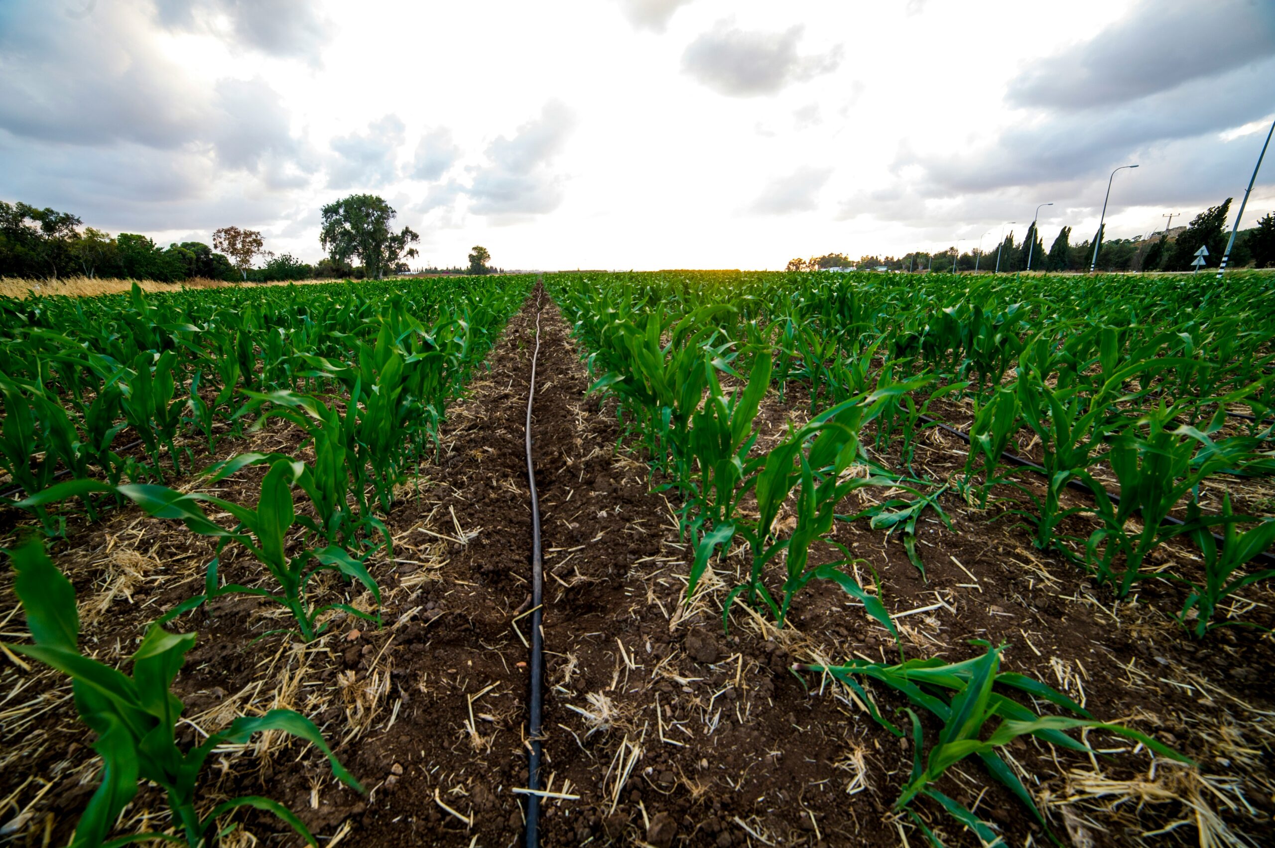 Sustainable Crop Rotation Systems for Improved Soil Health and Stable Farm Yields