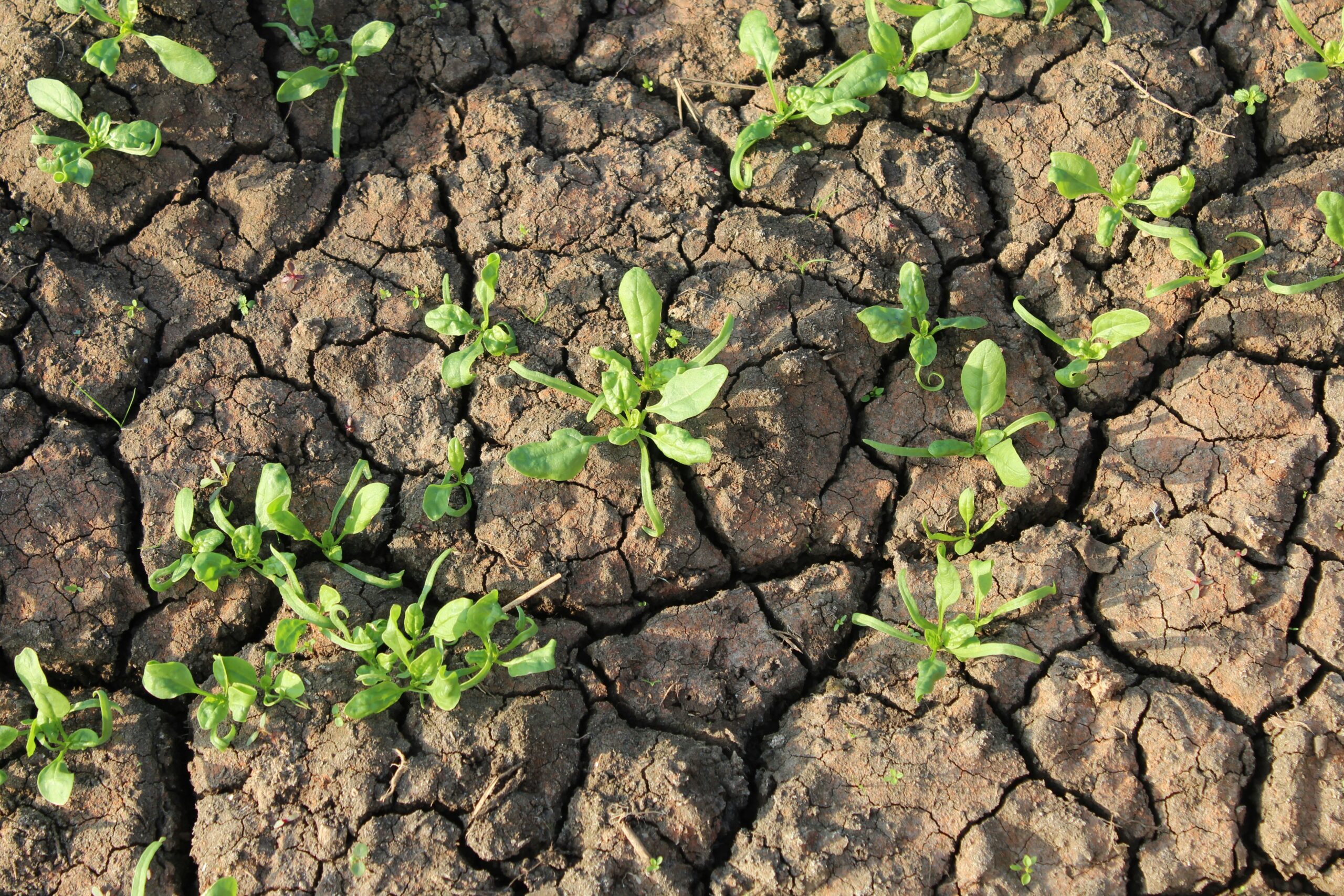 Sustainable Soil Carbon Sequestration for Climate Resilience and Improved Farm Productivity
