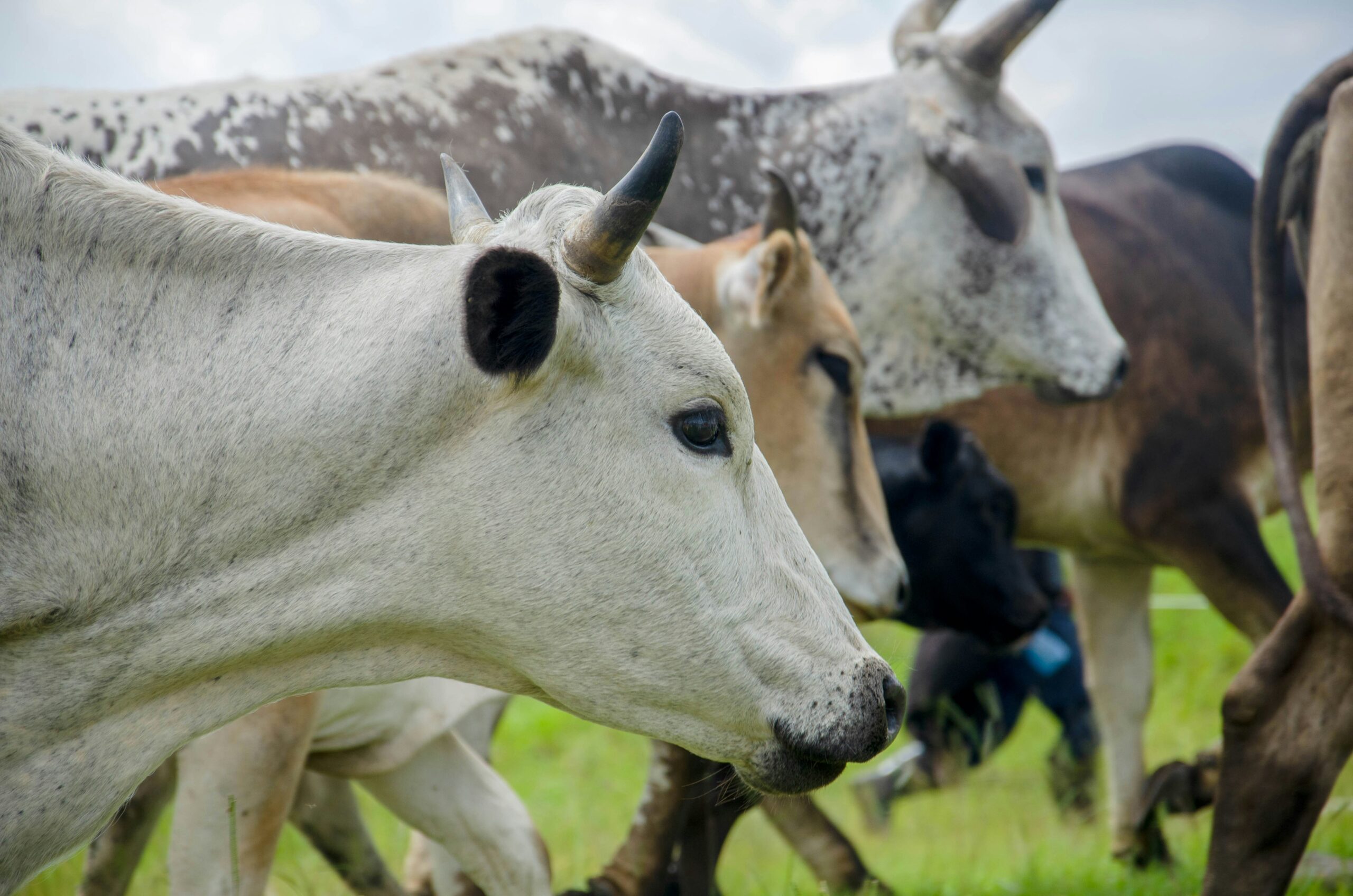 Sustainable Livestock Nutrition Management for Improved Animal Health and Farm Profitability