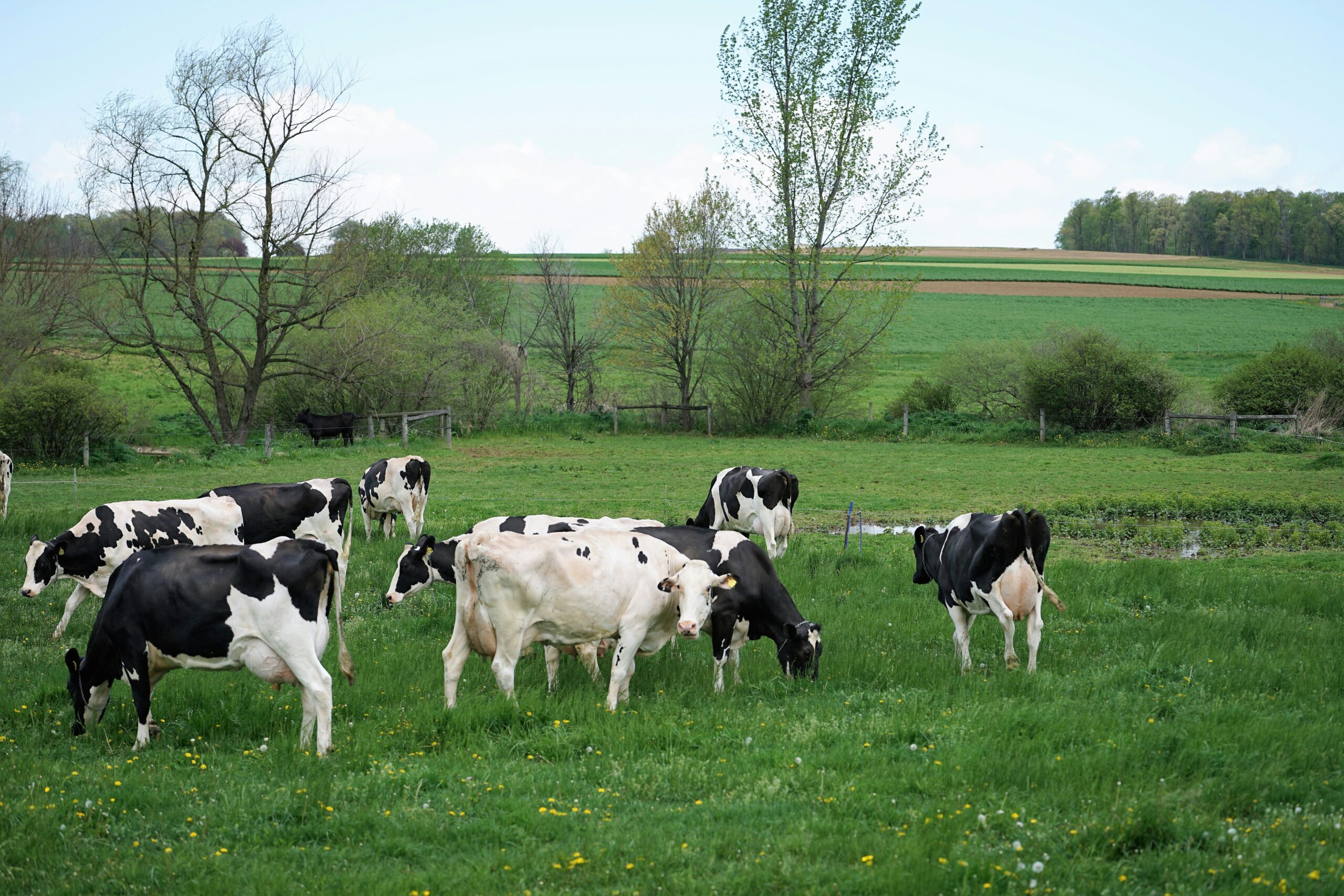 Sustainable Dairy Farming Practices for Higher Milk Production and Farmer Profitability