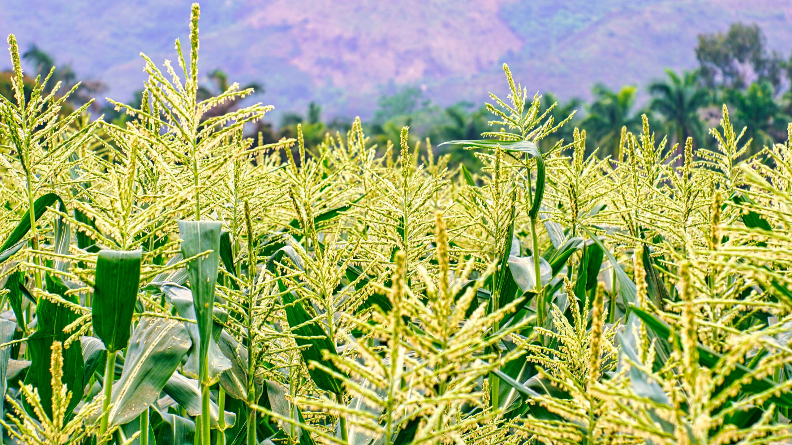 Sustainable Post-Harvest Management to Reduce Crop Losses and Increase Farmer Income