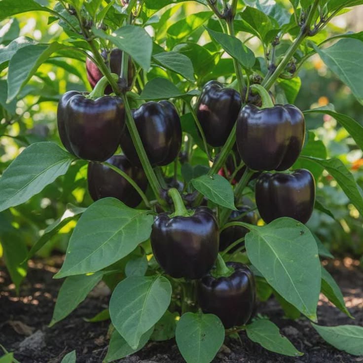 FRANCHI PEPERONE ODA