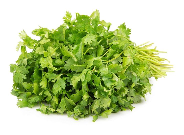 CORIANDER CLASSIC